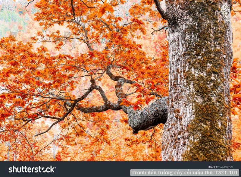 Tranh dán tường cây cối mùa thu T321-101